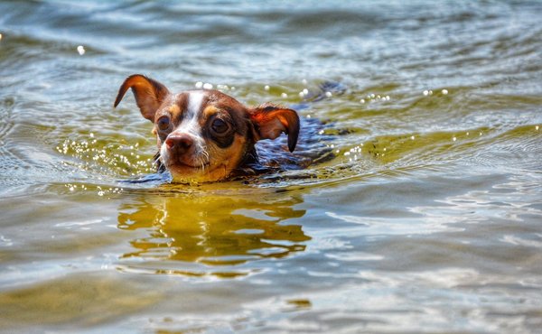 Compréhension des pages et des articles privés pour les entreprises novices en WordPress